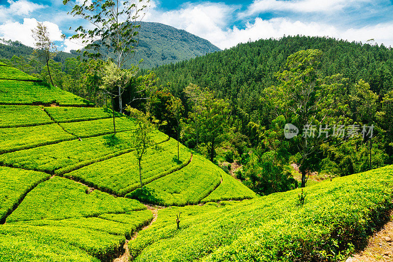 斯里兰卡Nuwara Eliya的茶园